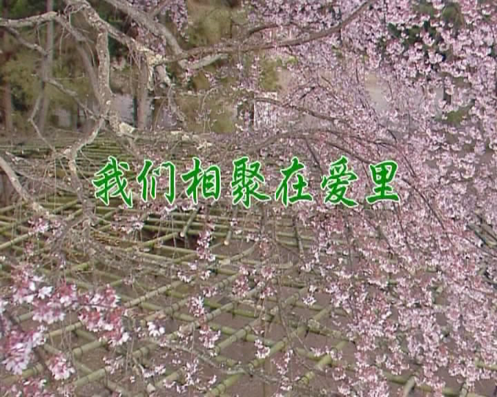 我们相聚在爱里歌谱