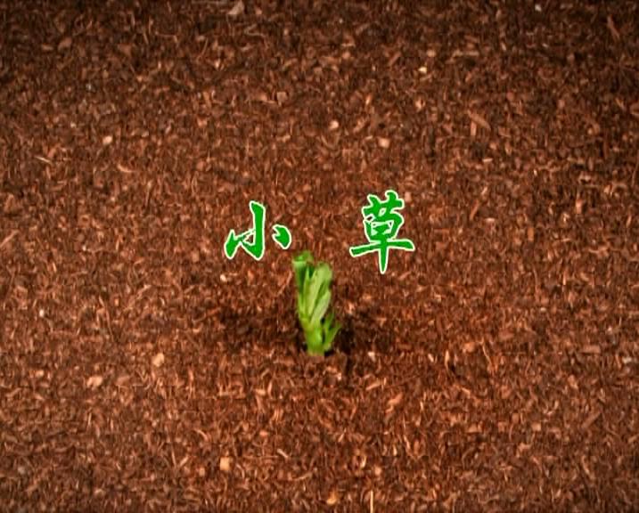 小草