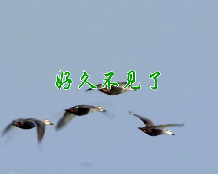 好久不见了
