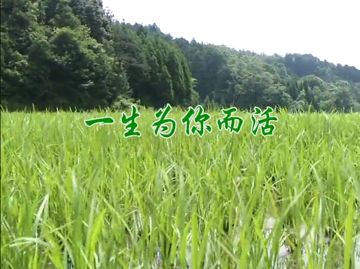 一生为你而活