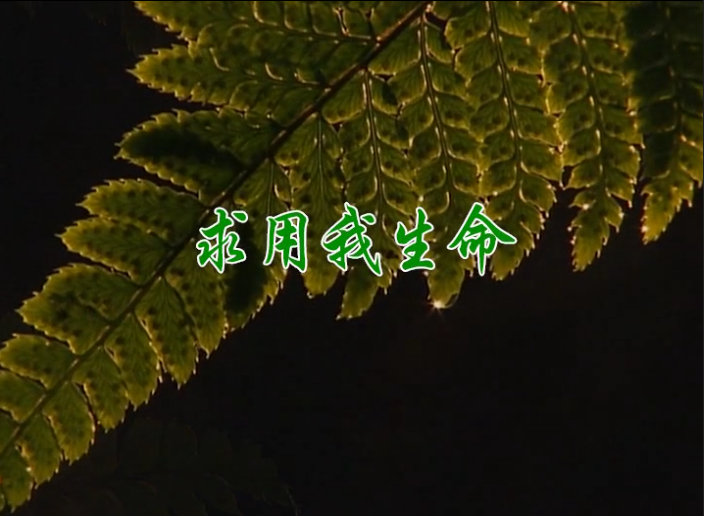 求用我生命