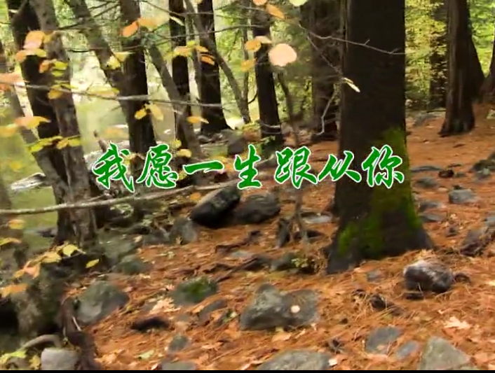 我愿一生跟从你