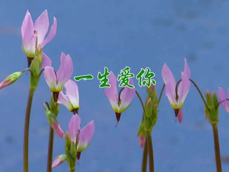 一生爱你