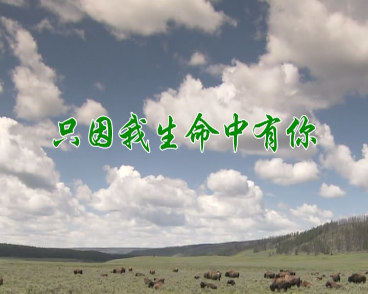 只因我生命中有你