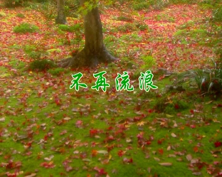 不再流浪