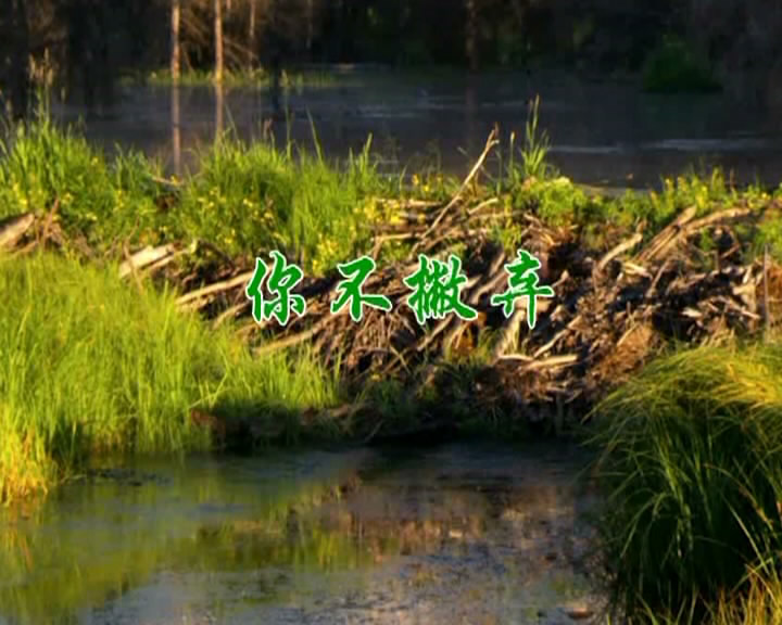 你不撇弃
