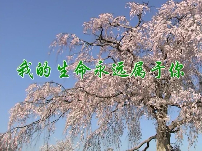 我的生命永远属于你