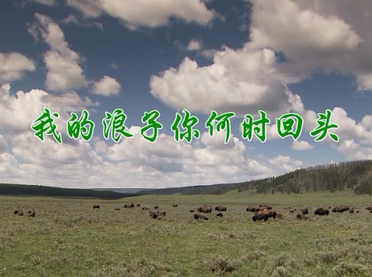我的浪子你何时回头